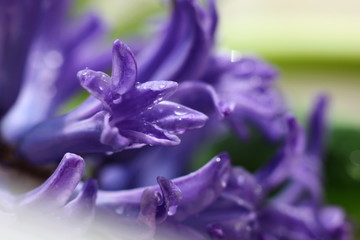 the opened buds of the hyacinth closeup with rain drops
