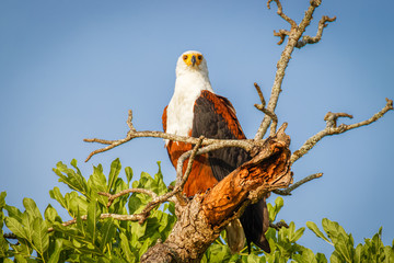 African Fish Eagle (Haliaeetus vocifer) perched on a dead branch, Murchison Falls, Uganda.