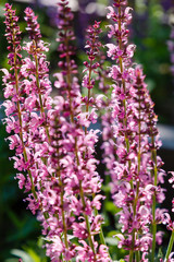 Obraz premium Salvia nemorosa in garden. Pink flowers of salvia