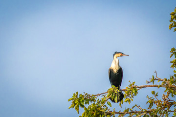 Great cormorant (Phalacrocorax carbo), known as the great black cormorant, Murchison Falls National Park, Uganda. 