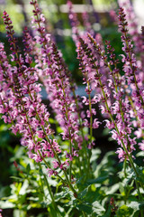 Blossom of salvia. Salvia is the largest genus of plants in the sage family Lamiaceae. Growing medicinal plants in the garden