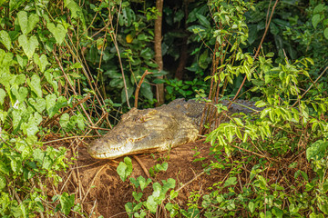 Nile crocodile (Crocodylus niloticus) on a riverbank, Murchison Falls National Park, Uganda.