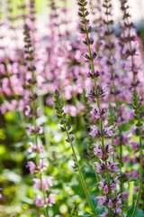 Salvia nemorosa in garden. Pink flowers of salvia