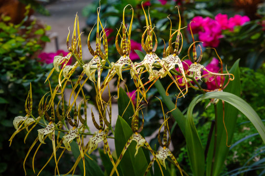 Brassia is a genus of perennial herbaceous plants of the Orchid family 