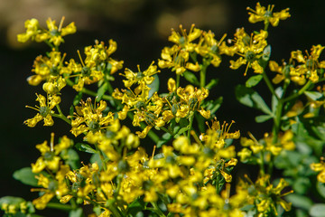 Yellow flowers of Ruta graveolens (common rue or herb of grace) in summer garden. The cultivation of medicinal plants in the garden.