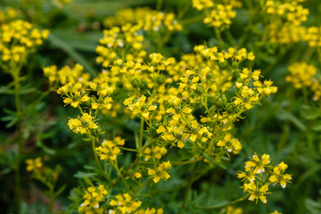Obraz premium Yellow flowers of Ruta graveolens (common rue or herb of grace) in summer garden. The cultivation of medicinal plants in the garden.