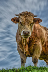 Un formidable toro sobre el cielo azul