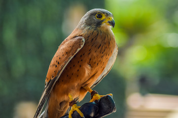 Common Kestrel / falcon (Falco tinnunculus) is a bird of prey , isolated portrait taken in Africa