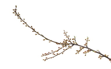 Blooming wild plum tree flowers isolated on white background, with clipping path