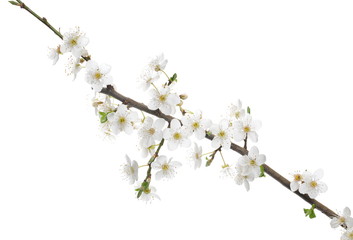 Blooming wild plum tree flowers isolated on white background, with clipping path