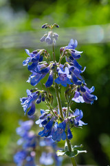 Penstemon ‘Heavenly Blue’ Perennial Garden plant