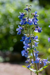 Penstemon ‘Heavenly Blue’ Perennial Garden plant