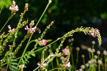 Hungarian Sainfoin (Onobrychis arenaria) on a sunny day in garden. A bee collects nectar on flowers. Flowers-honey plants in the garden