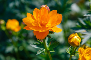 Yellow flowers (Trollius Chinensis Bunge ) blooming in the summer garden. Orange Queen, family Ranunculaceae, close-up
