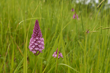 Anacamptis pyramidalis