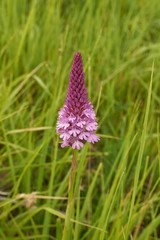 Anacamptis pyramidalis