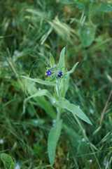 Anchusa officinalis