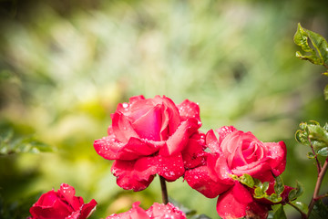 A bouquet of blooming pink roses with leaves and water drops in the rose garden during Spring.rose and raindrops, elegant shape and shining drops.Greeting card, holidays background