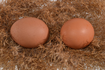 egg isolated on white background
