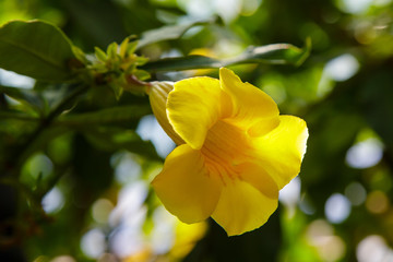 Beautiful yellow Alamanda flowers in the garden, Alamanda or allamanda is an ornamental plant known as alamanda flower and is also known as golden trumpet flower, yellow bell flower, or buttercup flow