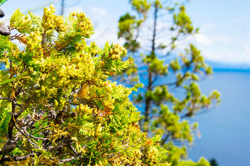 A tree with Nahuel Huapi lake and the mountains in the background. Bariloche, Argentina