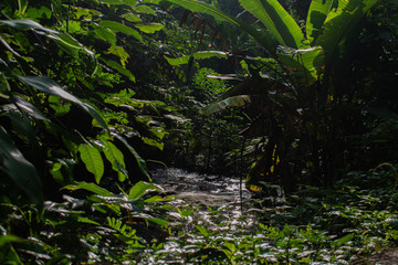 thailand jungle