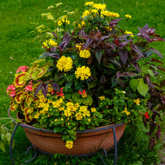 Flower arrangement of annual flowers in a garden or park in a container or planter