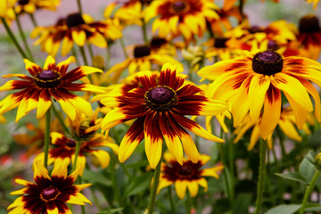 Orange gardens daisies (rudbeckia) flower. Rudbecia in landscape design. Bright floral background.