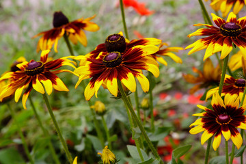 Orange gardens daisies (rudbeckia) flower. Rudbecia in landscape design. Bright floral background.