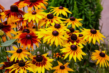 Orange gardens daisies (rudbeckia) flower. Rudbecia in landscape design. Bright floral background.