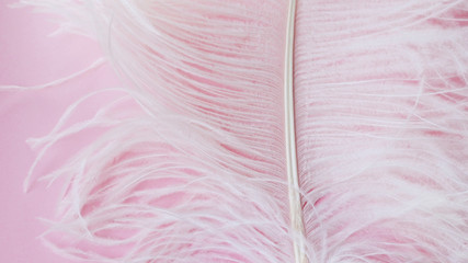 Light, delicate ostrich feather. White feather on a pink © Ulia Koltyrina