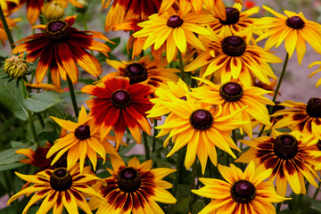 Orange gardens daisies (rudbeckia) flower. Rudbecia in landscape design. Bright floral background.