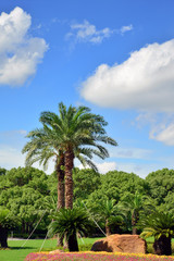 Fototapeta na wymiar City Park, palm trees under blue sky and white clouds
