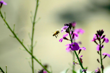 Bees 