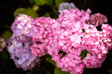 Hydrangea macrophylla - Beautiful bush of hydrangea flowers in a garden.Blooming flowers hydrangea are pink, blue, lilac in spring and summer at sunset in town garden. blooming hydrangeas