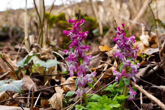 Purple Corydalis intermedia growing between dry leaves and branches
