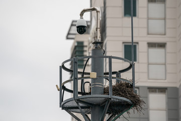 Eurasian Magpie living in urban area built a nest on a utility pole that is equipped with a traffic control camera
