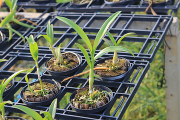 Obraz premium Orchid seedlings on a plant nursery in the orchid farm.