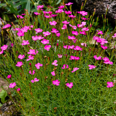 Obraz premium Maiden Pink blossoms on a meadow, Dianthus deltoides, macro, colorful, purple blossoms on a meadow
