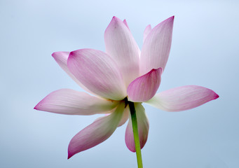 Fototapeta na wymiar Beautiful pink lotus