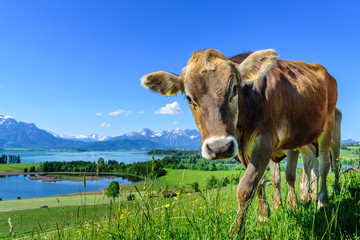 Jungvieh-Herde auf einer herrlich gelegenen Weide im ostallgäuer Alpenvorland