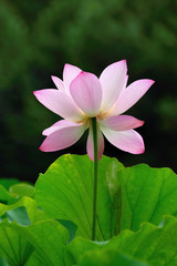 Fototapeta premium Beautiful pink lotus