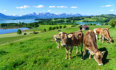 Fototapeta na wymiar Jungvieh-Herde auf einer herrlich gelegenen Weide im ostallgäuer Alpenvorland
