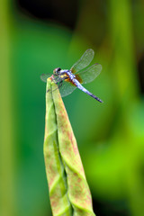 Dragonflies in the lotus pond in summer