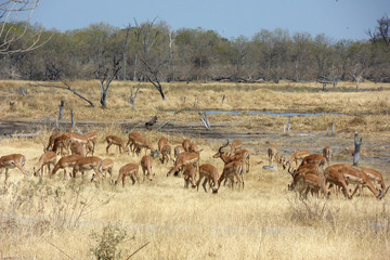 Aepyceros melampus melampus