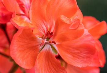Fototapeta na wymiar Closeup of beautiful orange flowers on a sunny day.