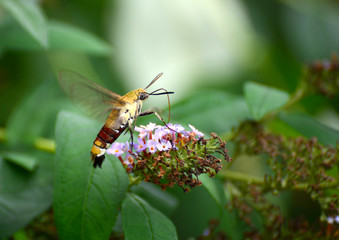 The little moth that feeds on nectar in the park