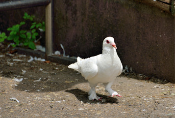 White pigeons in rural farms
