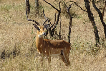 Aepyceros melampus melampus
