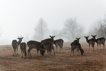 deer and roe deer in the pasture